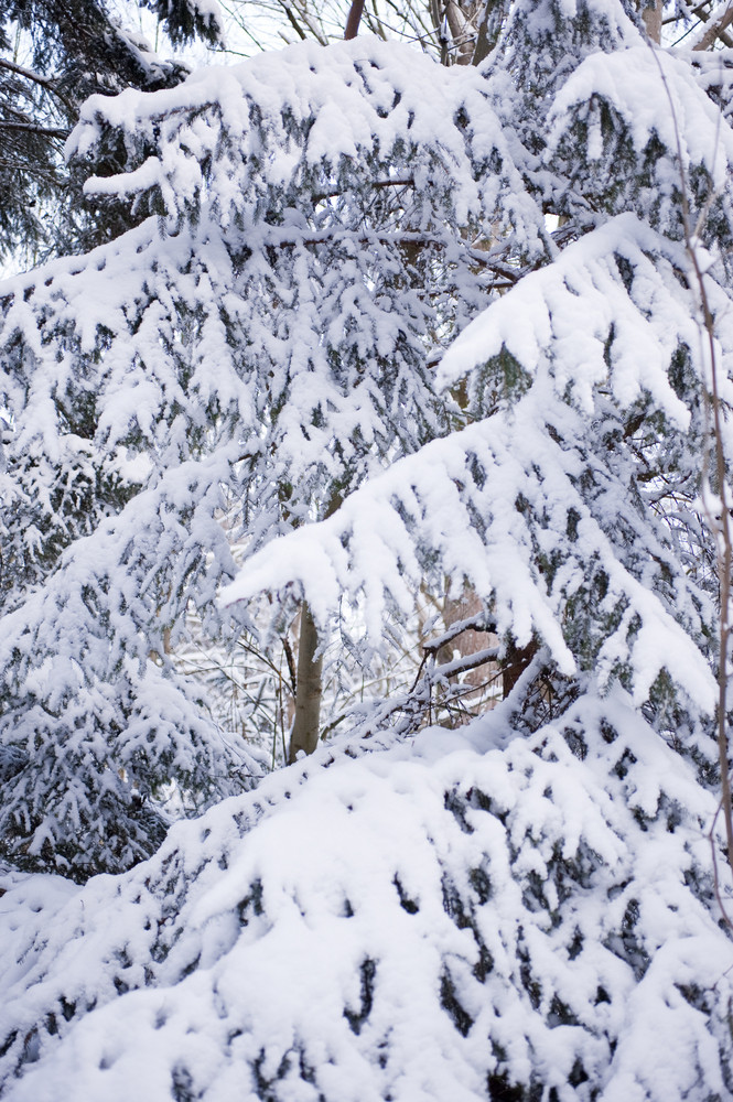 snow recorded in the santa cruz mountains accompanies winter weather with coastal snowfall amidst winter storms